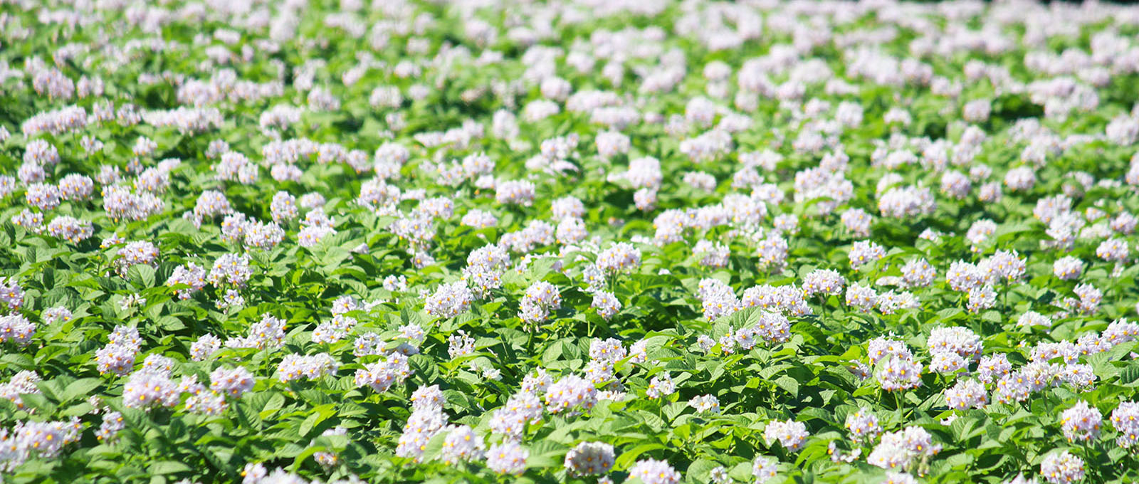 じゃがいもの花