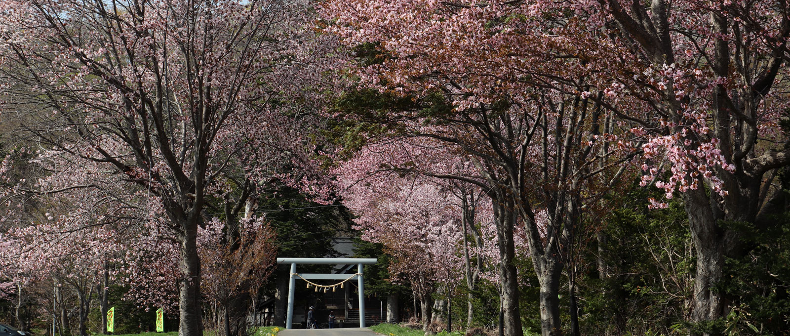 真狩神社の桜並木