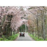 真狩神社の桜並木