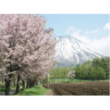真狩神社の桜並木