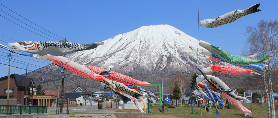 真狩川の鯉のぼり