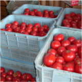 出荷を待つ真っ赤なトマト