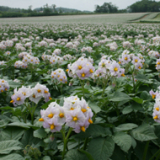 じゃがいもの花