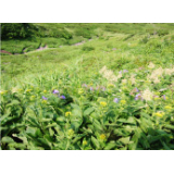 7月下旬　九合目付近の花々