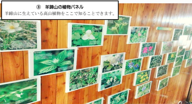 羊蹄山の植物パネル